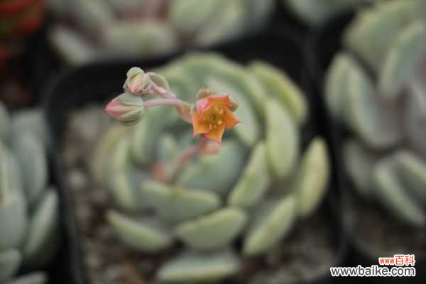 吉娃莲轻度烂根怎么处理