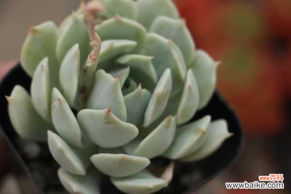 吉娃莲轻度烂根怎么处理