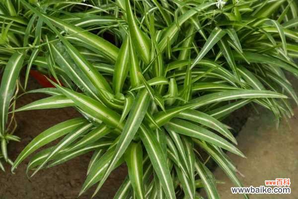 吊兰土壤里有小白虫怎么办,有小白虫回虫怎样杀死它