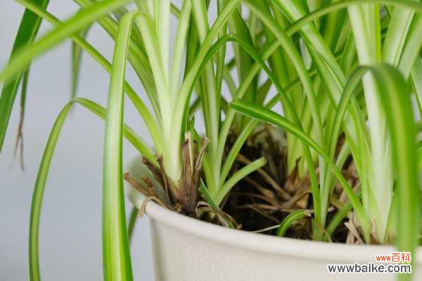 吊兰土壤里有小白虫怎么办,有小白虫回虫怎样杀死它