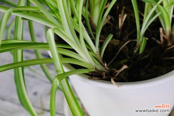 吊兰土壤里有小白虫怎么办,有小白虫回虫怎样杀死它