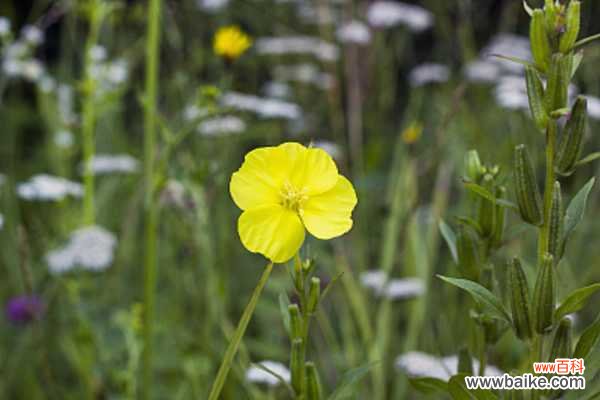 月见草黄叶的原因和处理办法