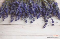 薰衣草容易生什么虫，薰衣草生虫怎么处理