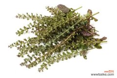 紫苏黄叶的原因和处理办法