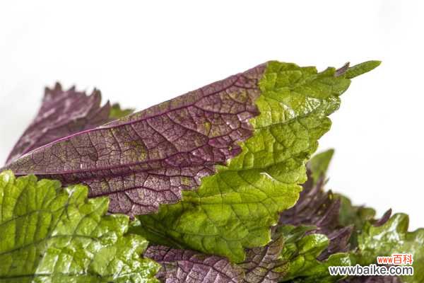 紫苏黄叶的原因和处理办法