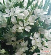 寓意深远，寄托情感 相思梅的花语及寓意