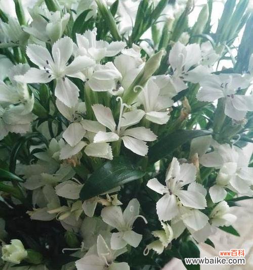 寓意深远，寄托情感 相思梅的花语及寓意