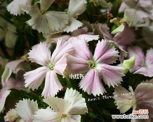 寓意深远，寄托情感 相思梅的花语及寓意