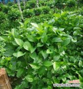 揭秘绿萝的美丽与神秘 探寻绿萝的花语含义