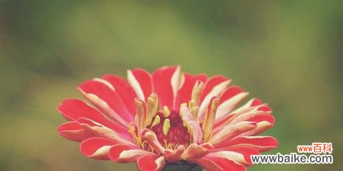 传递自信与坚韧 百日草花语