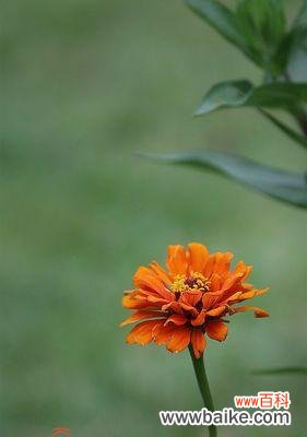 传递自信与坚韧 百日草花语