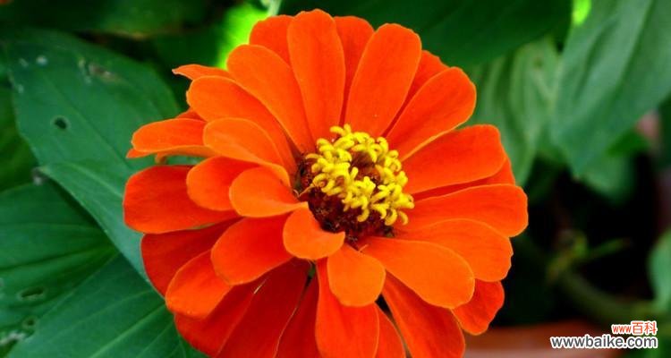 传递自信与坚韧 百日草花语