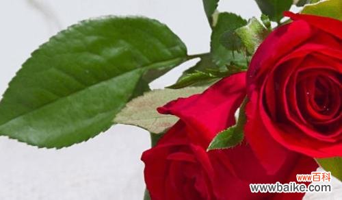 玫瑰花的朵数象征着什么? 花开有数,玫瑰的朵数寓意