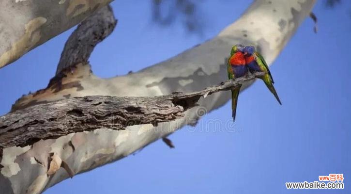 探索蓝桉的文化内涵与人文意义 传递自由与创造力——蓝桉花语