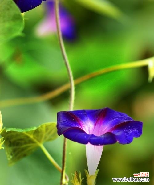 揭开牵牛花的丰富内涵 花开花落,牵牛花的花语