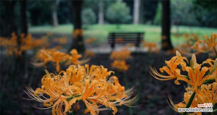 曼陀罗华的花语:魅力与神秘