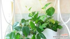 探寻绿萝背后的意义 绿萝花语