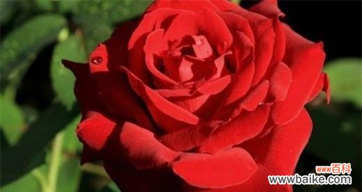 探究月季花所代表的意义与象征——一个奇妙的世界。 月季花语大揭秘!