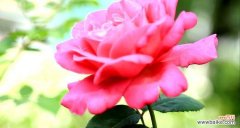 探究月季花所代表的意义与象征——一个奇妙的世界。 月季花语大揭秘！