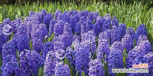 从悲伤告别到欢欣庆贺，蓝桉花语传递的情感意义 蓝桉花语揭秘