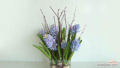 从悲伤告别到欢欣庆贺，蓝桉花语传递的情感意义 蓝桉花语揭秘