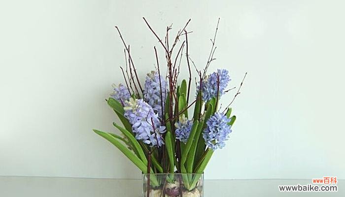 从悲伤告别到欢欣庆贺，蓝桉花语传递的情感意义 蓝桉花语揭秘