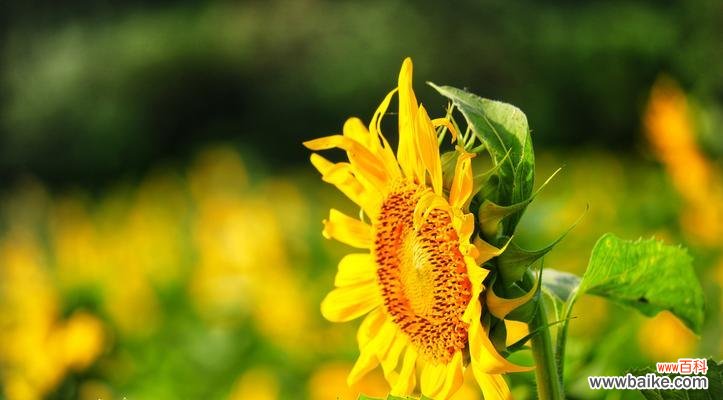 探究向日葵花所蕴含的象征意义 向日葵花的寓意