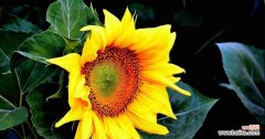 探究向日葵花所蕴含的象征意义 向日葵花的寓意
