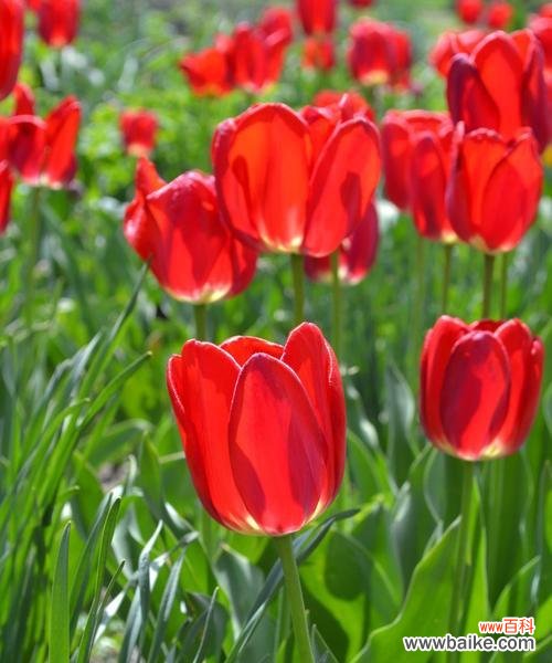 从颜色到文化背景，探究红色郁金香的多重含义 红色郁金香的象征意义