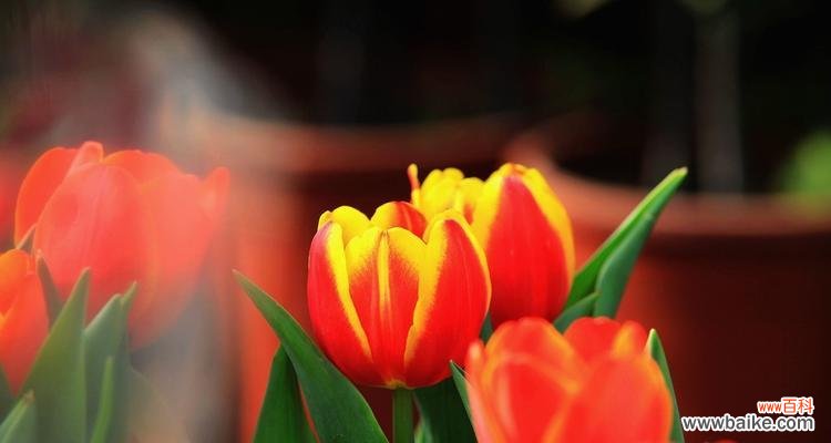 从颜色到文化背景，探究红色郁金香的多重含义 红色郁金香的象征意义