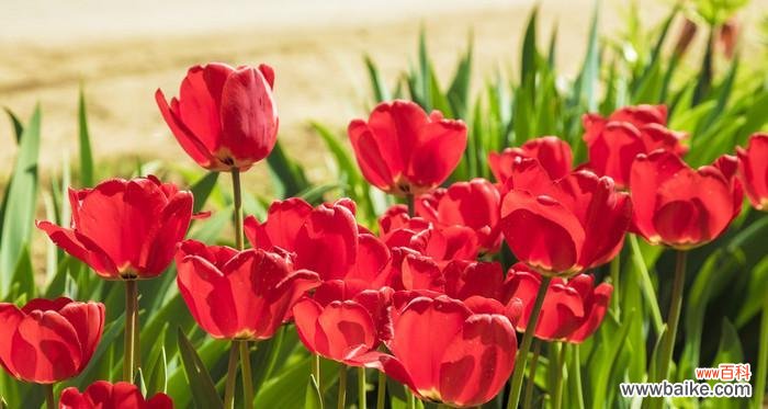 从颜色到文化背景，探究红色郁金香的多重含义 红色郁金香的象征意义