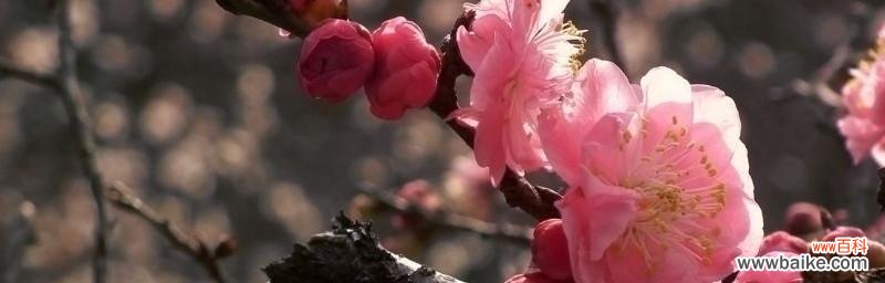 传递着坚韧不拔的精神 梅花花语的深意