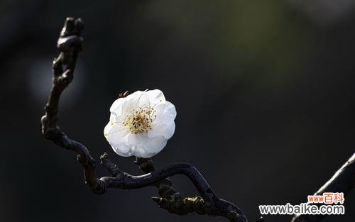 传递着坚韧不拔的精神 梅花花语的深意