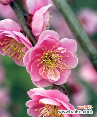 传递着坚韧不拔的精神 梅花花语的深意