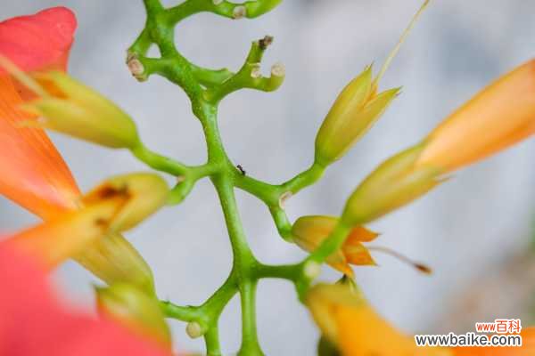 凌霄花盆景制作和养护