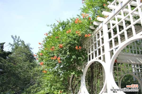 凌霄花盆景制作和养护