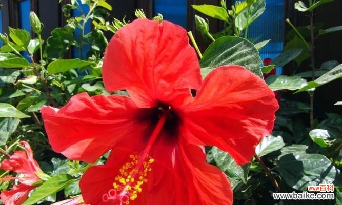 探索扶桑花的意义及其对人类的启示 扶桑花