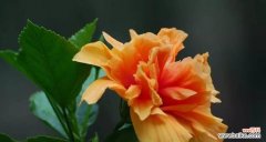 探索扶桑花的意义及其对人类的启示 扶桑花