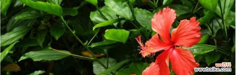 探索扶桑花的意义及其对人类的启示 扶桑花