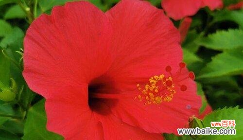 生生不息的希望之树——扶桑树的象征意义 扶桑树的寓意与意义