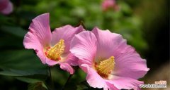 传承自然 木芙蓉花语——傲然绽放的美丽