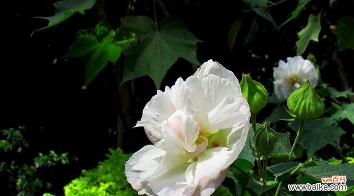 曼妙绽放 芙蓉花的美丽与寓意