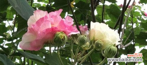 揭开芙蓉花的神秘面纱 芙蓉花的花语和寓意