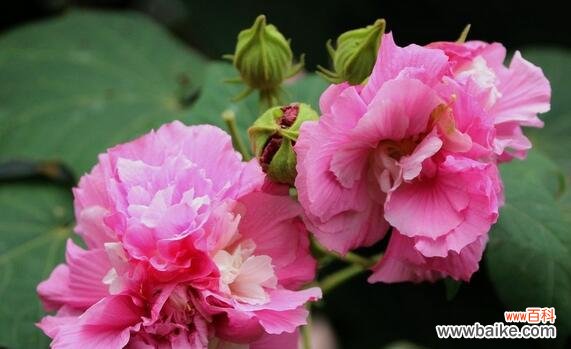 揭开芙蓉花的神秘面纱 芙蓉花的花语和寓意