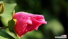 深入探究芙蓉花的花语及其寓意 芙蓉花