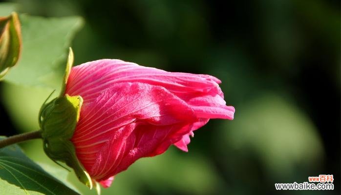 深入探究芙蓉花的花语及其寓意 芙蓉花