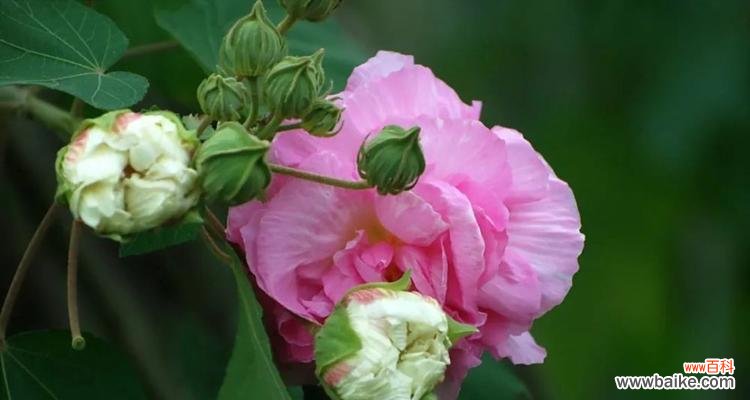 深入探究芙蓉花的花语及其寓意 芙蓉花