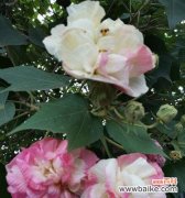 探寻芙蓉花的文化内涵与魅力 芙蓉花的象征意义与美学价值