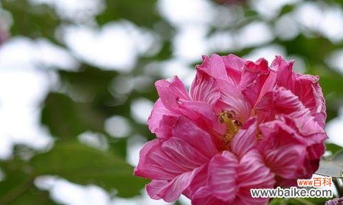 探寻芙蓉花的文化内涵与魅力 芙蓉花的象征意义与美学价值