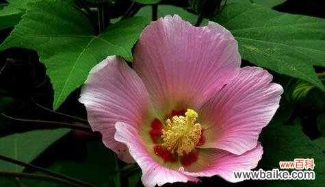 探寻芙蓉花的文化内涵与魅力 芙蓉花的象征意义与美学价值